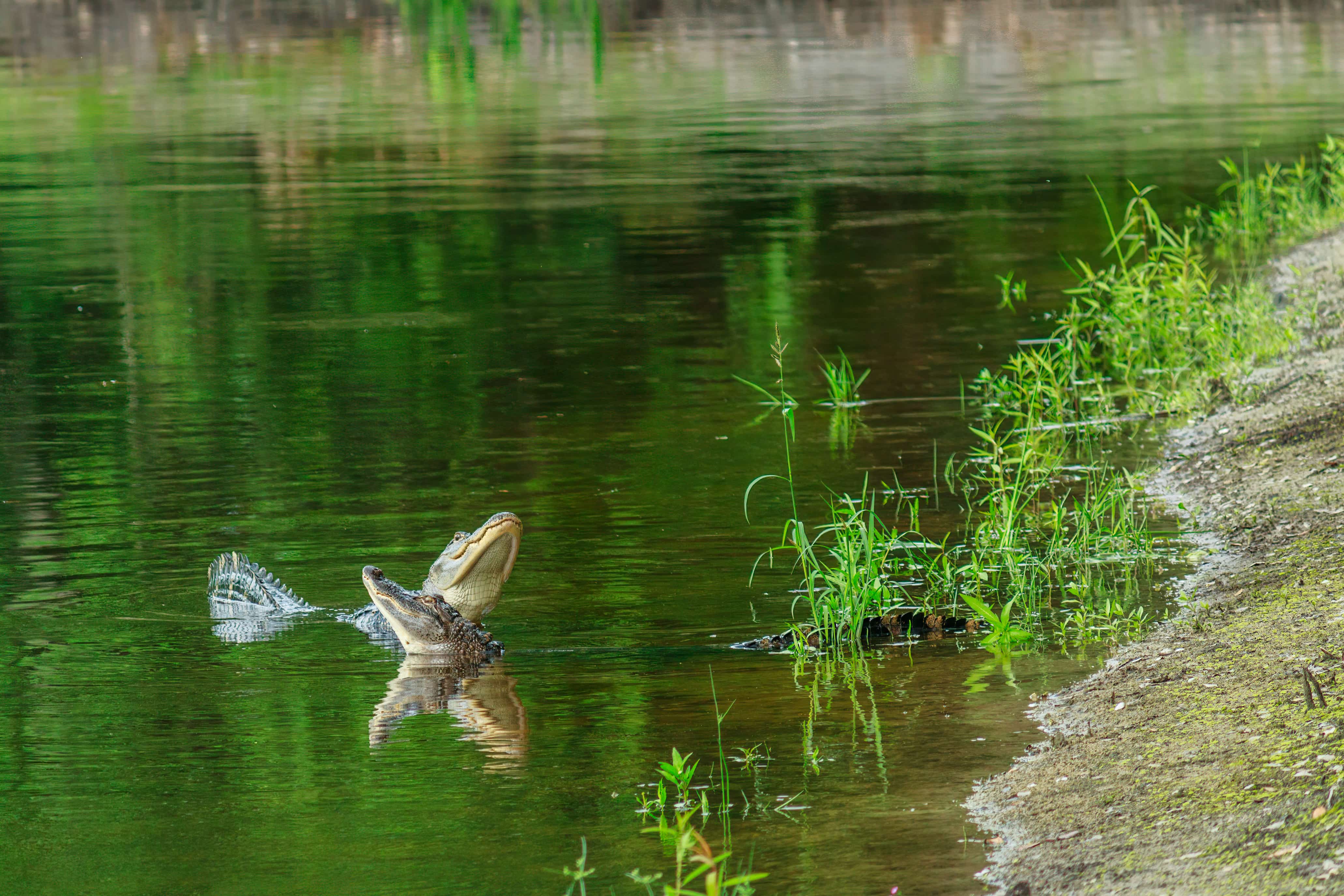 Biodiversity Conservation