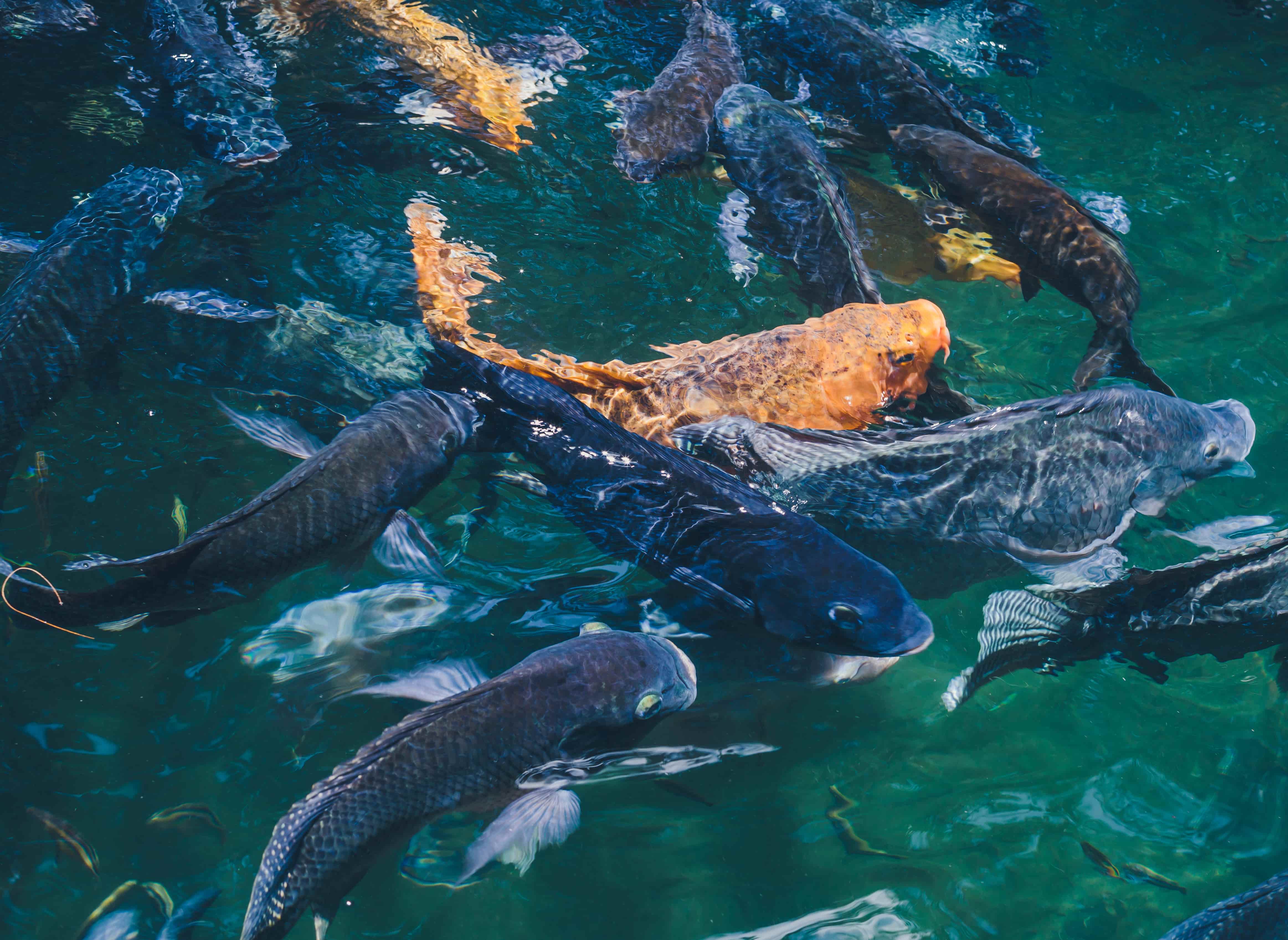 Ecosystem Restoration